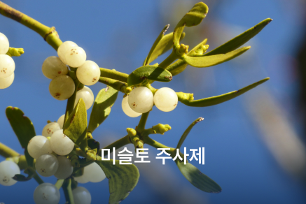 미슬토 주사제